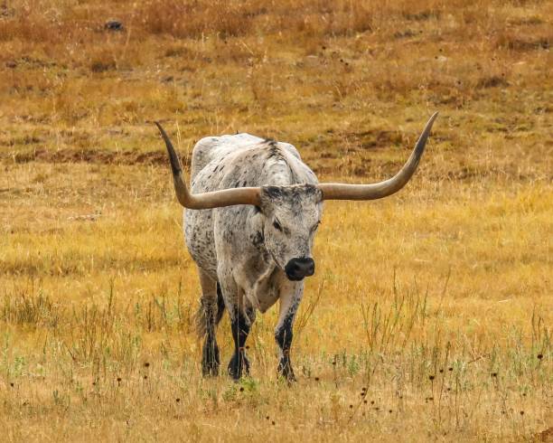 белый техас longhorn крупного рогатого скота роуминг в траве вайоминг - bull texas longhorn cattle horned white стоковые фото и изображения