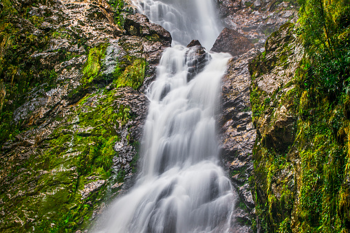 Powerful tropical waterfall with moss and dense green rainforest environment, Tasmania, Australia