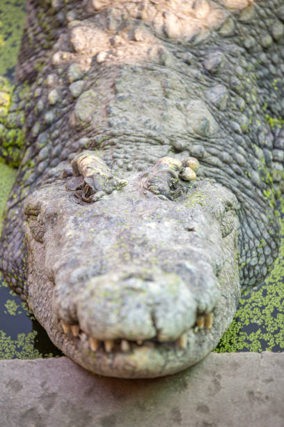istock Big crocodile in the swamp with sunlight 1301498622
