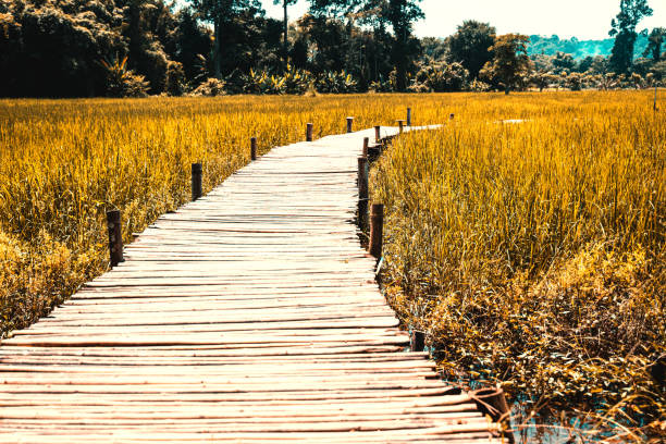 Bamboo bridge that stretches into the rice fields in the morning sun. Bamboo bridge that stretches into the rice fields in the morning sunshine. bamboo bridge stock pictures, royalty-free photos & images