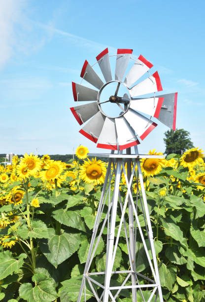 ヒマワリの風車 - windmill cultivated land crop day ストックフォトと画像