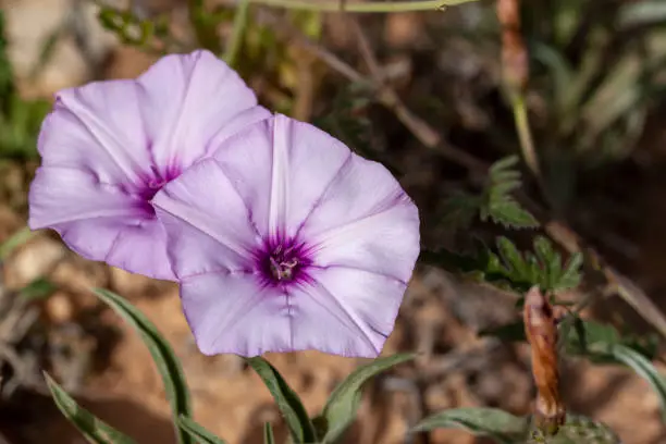 Close up image of a pair of Lavender Moonflowers (Ipomoea turbinata) A delicate light purple, pink colored flower has a flat pentagonal shape and a faint five pointed start pattern on the petals.