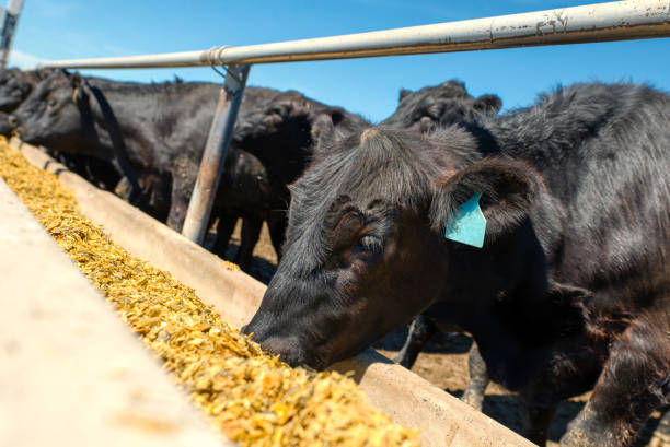 istock Black cows eat from their feeders 1301502652