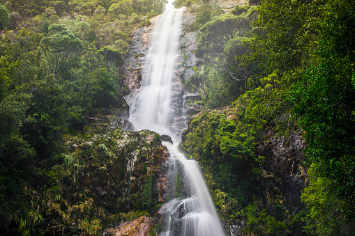Powerful flowing waterfall with moss and dense green rainforest environment, Tasmania, Australia