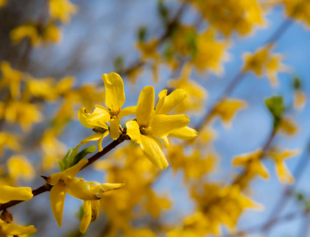 istock Spring Blossoms with a Forsythia Bush 1301504204