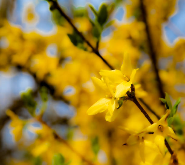 istock Spring Blossoms with a Forsythia Bush 1301504206