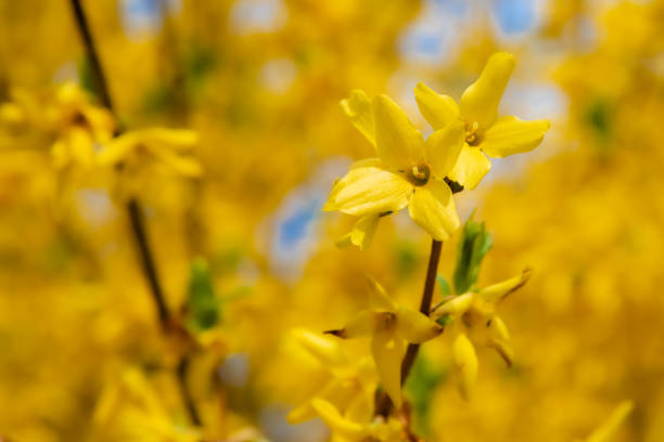 istock Spring Blossoms with a Forsythia Bush 1301504244