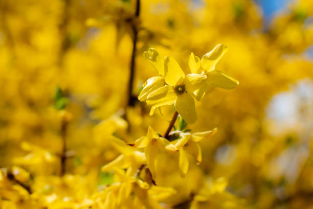 istock Spring Blossoms with a Forsythia Bush 1301504248