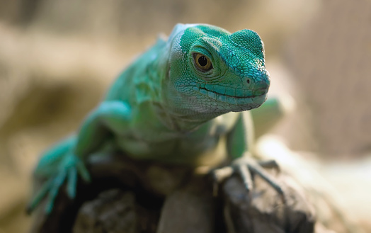 Green lizard Tropical reptile Chinese water dragon
