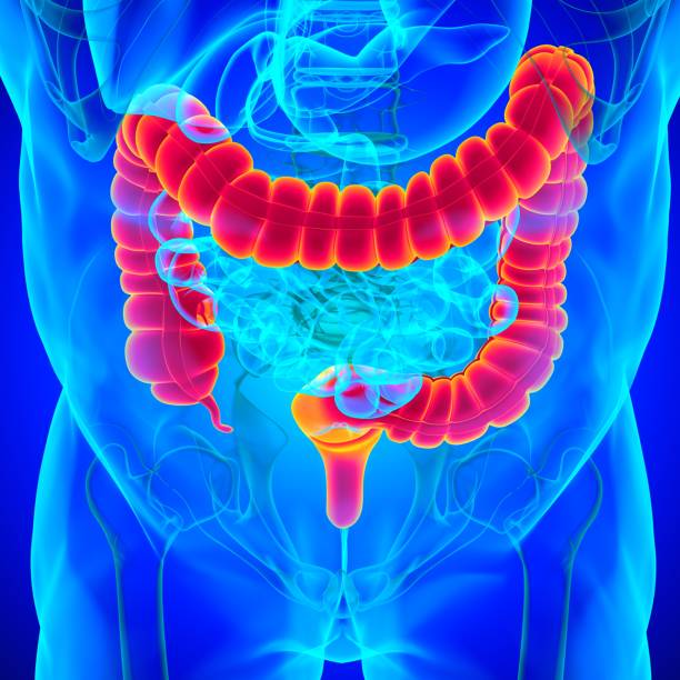 istock Large Intestine 3D Illustration Human Digestive System Anatomy 1301506774