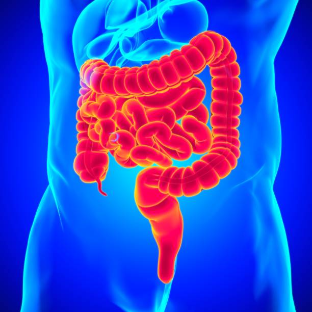 istock Small and Large Intestine 3D Illustration Human Digestive System Anatomy 1301506799
