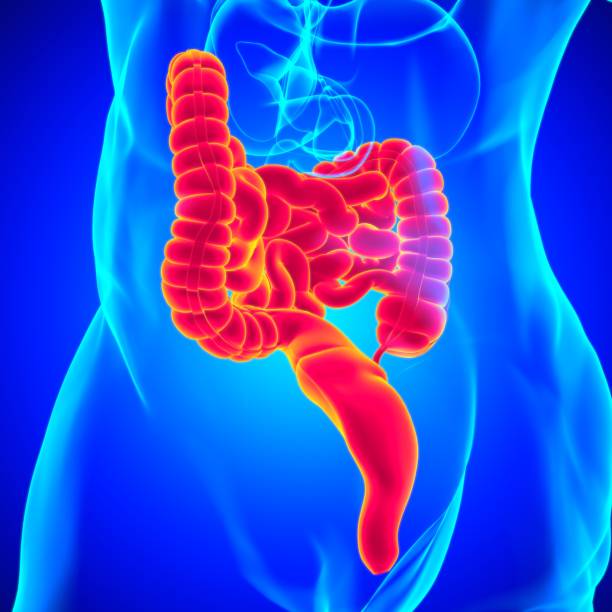 istock Small and Large Intestine 3D Illustration Human Digestive System Anatomy 1301506804