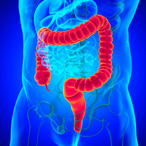 istock Large Intestine 3D Illustration Human Digestive System Anatomy 1301506919