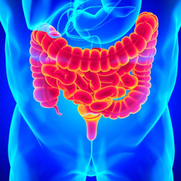 istock Small and Large Intestine 3D Illustration Human Digestive System Anatomy 1301507547
