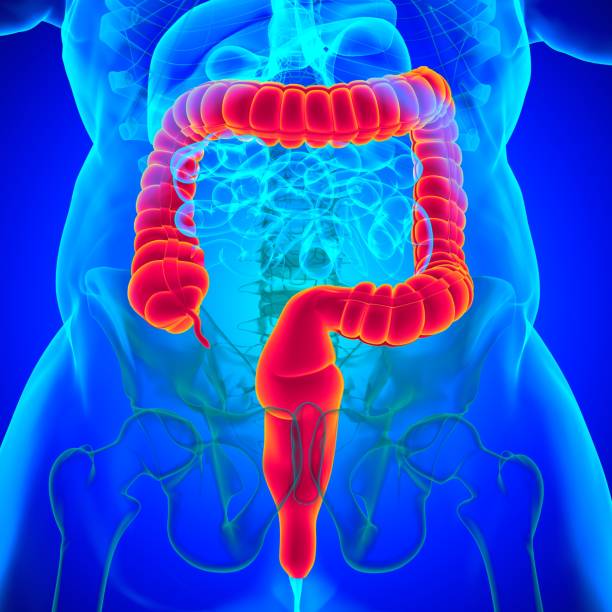 istock Large Intestine 3D Illustration Human Digestive System Anatomy 1301507631