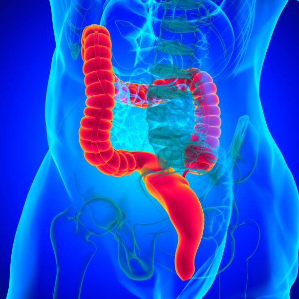 istock Large Intestine 3D Illustration Human Digestive System Anatomy 1301507669