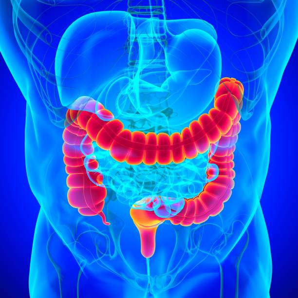 istock Large Intestine 3D Illustration Human Digestive System Anatomy 1301507732
