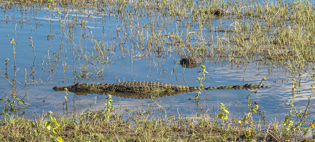 An adult alligator and her baby in the wild, seen at Gulf State Park in Alabama.  This particular alligator, nicknamed Lefty, is often seen by tourists in the park.