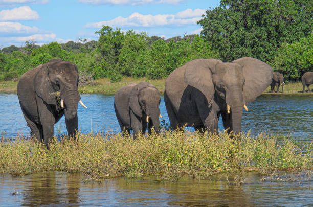 istock Elephant Family 1301508760