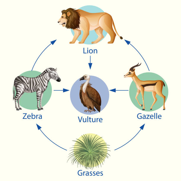 Education Poster Of Biology For Food Chains Diagram Stock Illustration -  Download Image Now - iStock