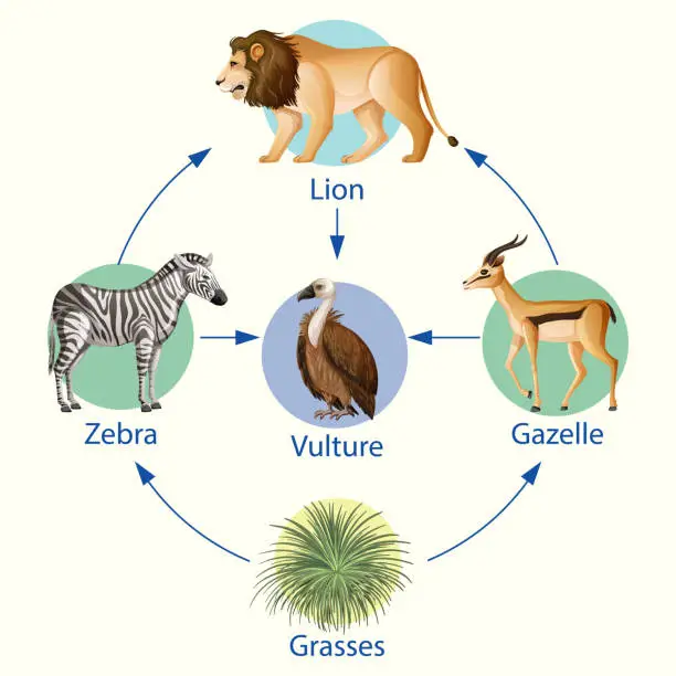 Vector illustration of Education poster of biology for food chains diagram