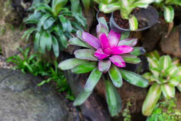 Ornamental plant in the garden, stock photo