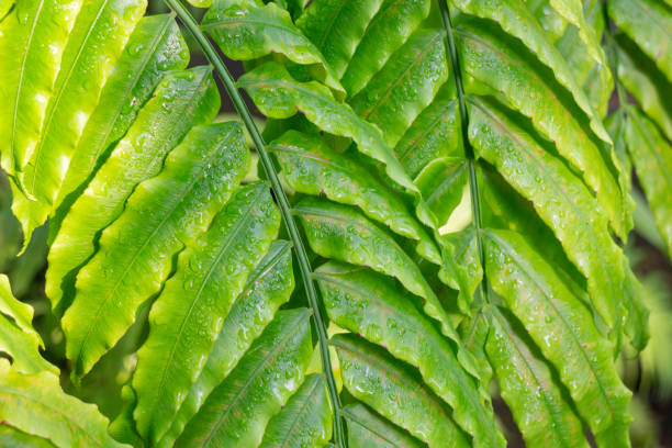 istock Ornamental plant in the garden 1301510515