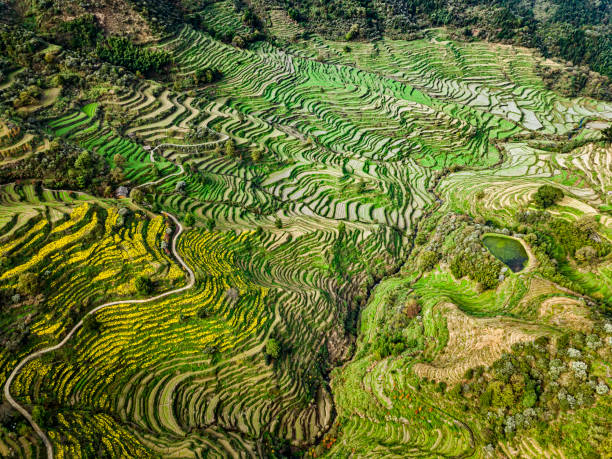 istock Terraced fields in Wuyuan, China 1301511693