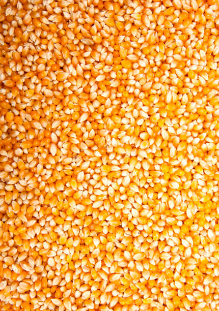 istock Approach to raw corn to detail 1301512697