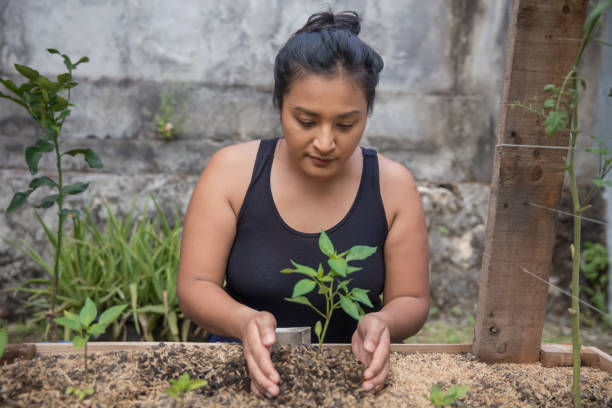 donna malese che pianta un giovane albero di alberello sul suo letto da giardino rialzato - women large build gardening outdoors foto e immagini stock