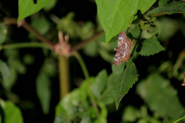 istock butterfly insect - rhopalocera 1301514462