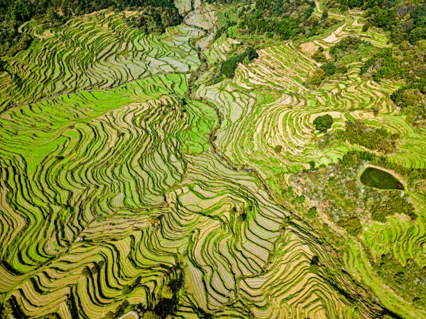 istock Terraced fields in Wuyuan County, China 1301515490