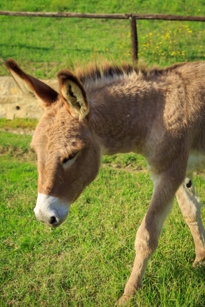 istock Donkey in the field 1301517582