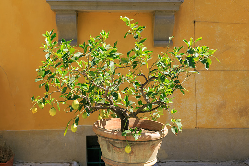 Italian style lemon vase in the garden