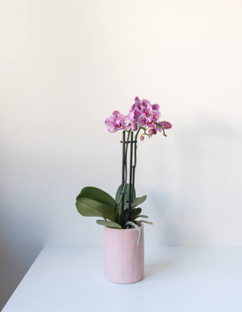 istock Small purple phalaenopsis orchid in pink pot on table 1301519953