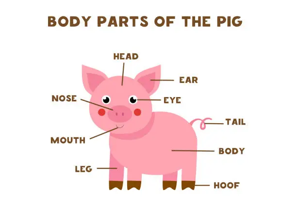 Vector illustration of Body parts of the pig. Scheme for children.