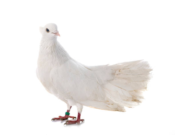 istock Indian Fantail 1301523775