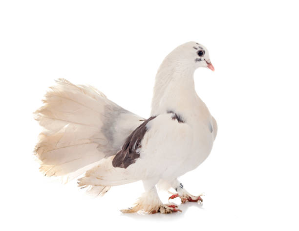 istock Indian Fantail 1301523803