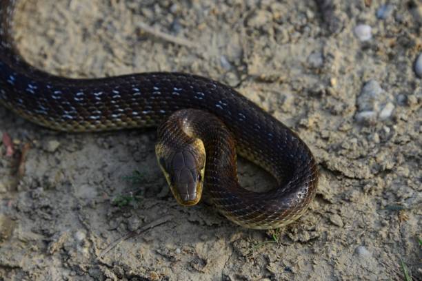 서양 쥐 뱀, 정원에서 표범 의 obsoletus - rat snake 뉴스 사진 이미지