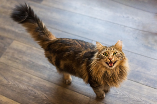 A long haired brown tabby cat is sitting on a hardwood floor and looking up straight to the camera and asking for treats