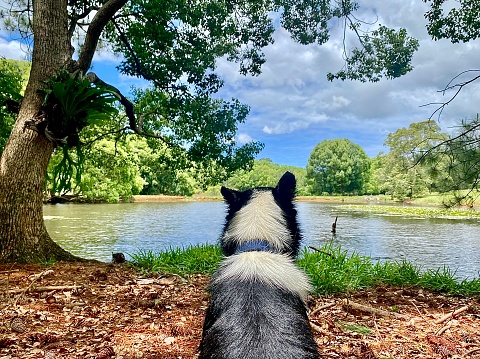 Horizontal up close portrait of travelling adventure dog overlooking river lake in natural outdoor riverside landscape