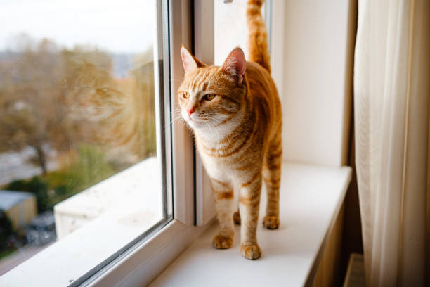 istock A cute ginger tabby cat is on the windowsill and waiting for something. 1301528136