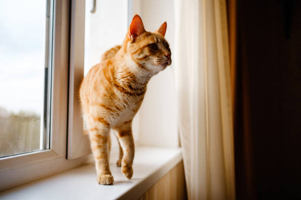 istock A cute ginger tabby cat is on the windowsill and waiting for something. 1301528436