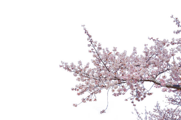 istock Cherry blossom blooming isolated white background. 1301529067
