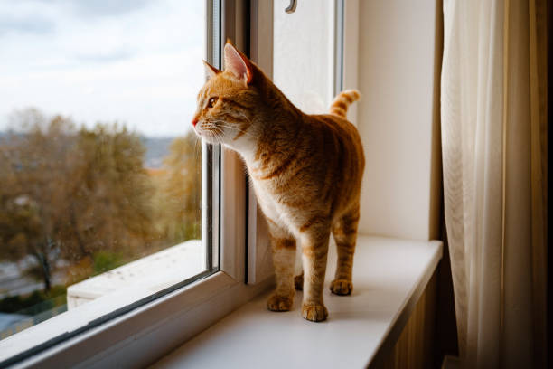 istock A cute ginger tabby cat is on the windowsill and waiting for something. 1301529092
