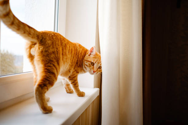 istock A cute ginger tabby cat is on the windowsill and waiting for something. 1301529101