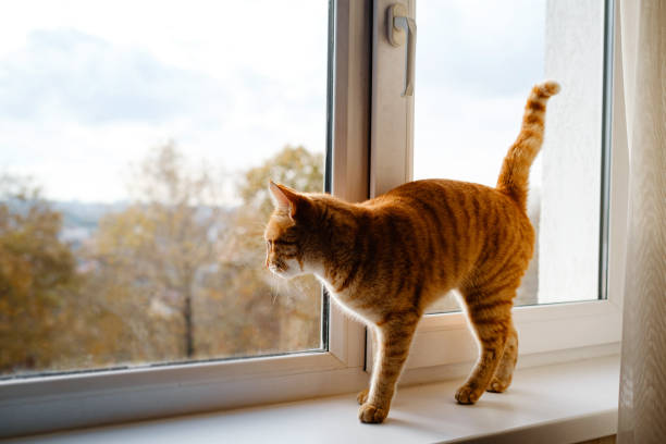 istock A cute ginger tabby cat is on the windowsill and waiting for something. 1301529443