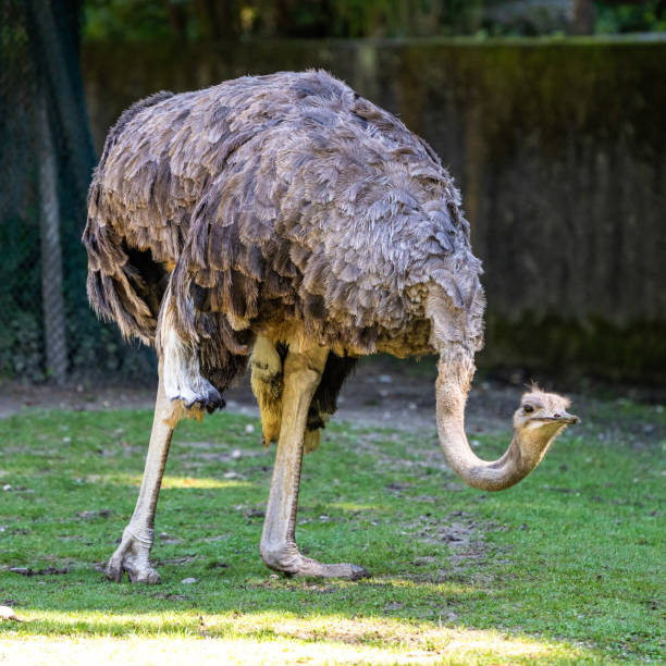 istock The common ostrich, Struthio camelus, or simply ostrich 1301530315