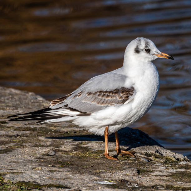istock The European Herring Gull, Larus argentatus is a large gull 1301531630
