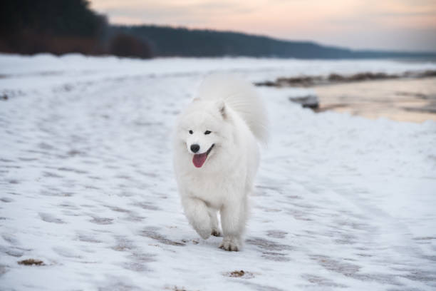 istock Samoyed white dog is on snow Saulkrasti beach in Latvia 1301532079